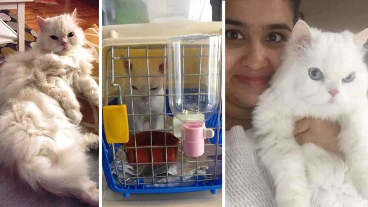 Journey of Casper - from Pakistan to Australia