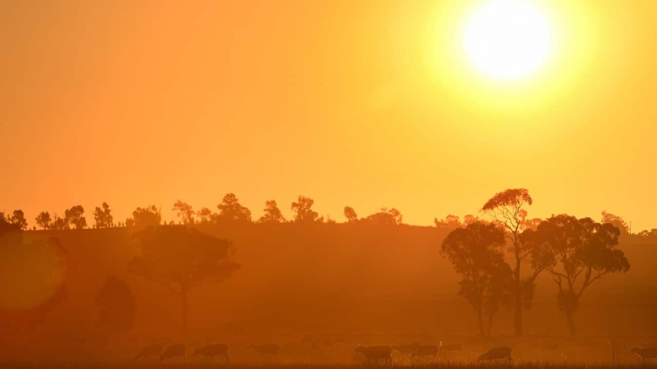 Many parts of NSW have been hit by drought.