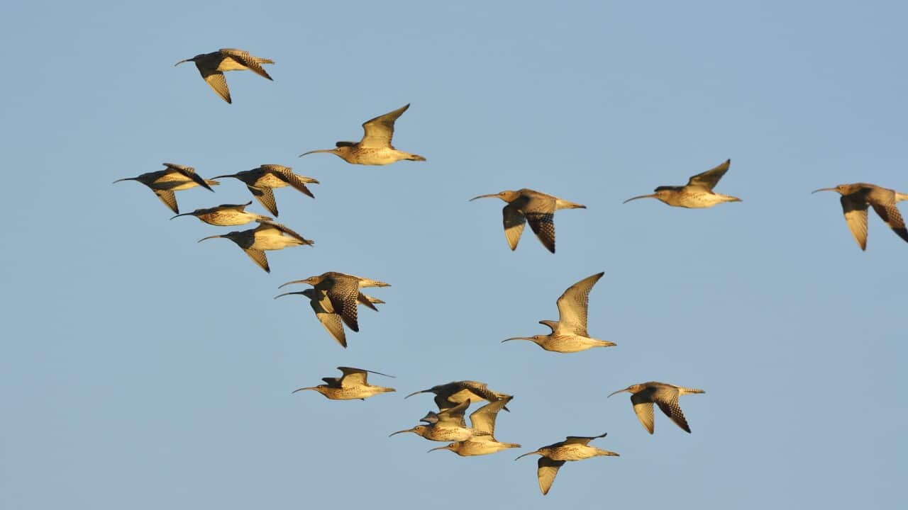 Curlew, Numenius arquata