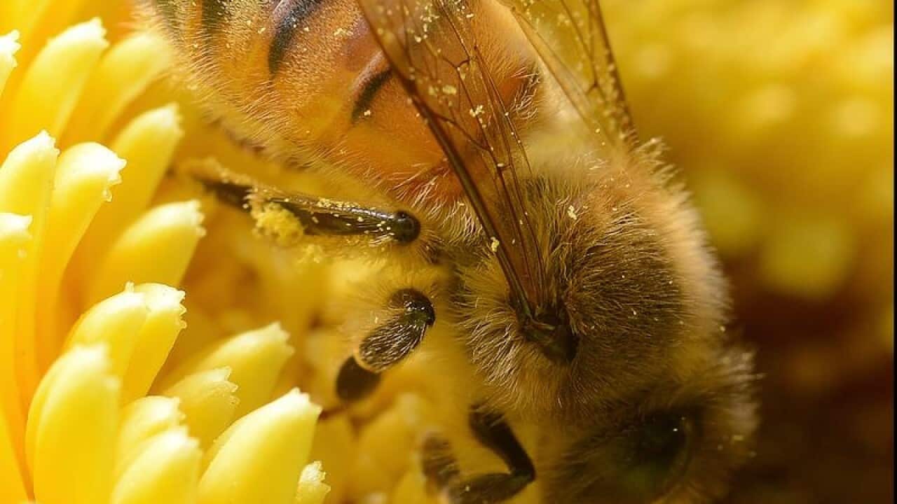 Honeybees