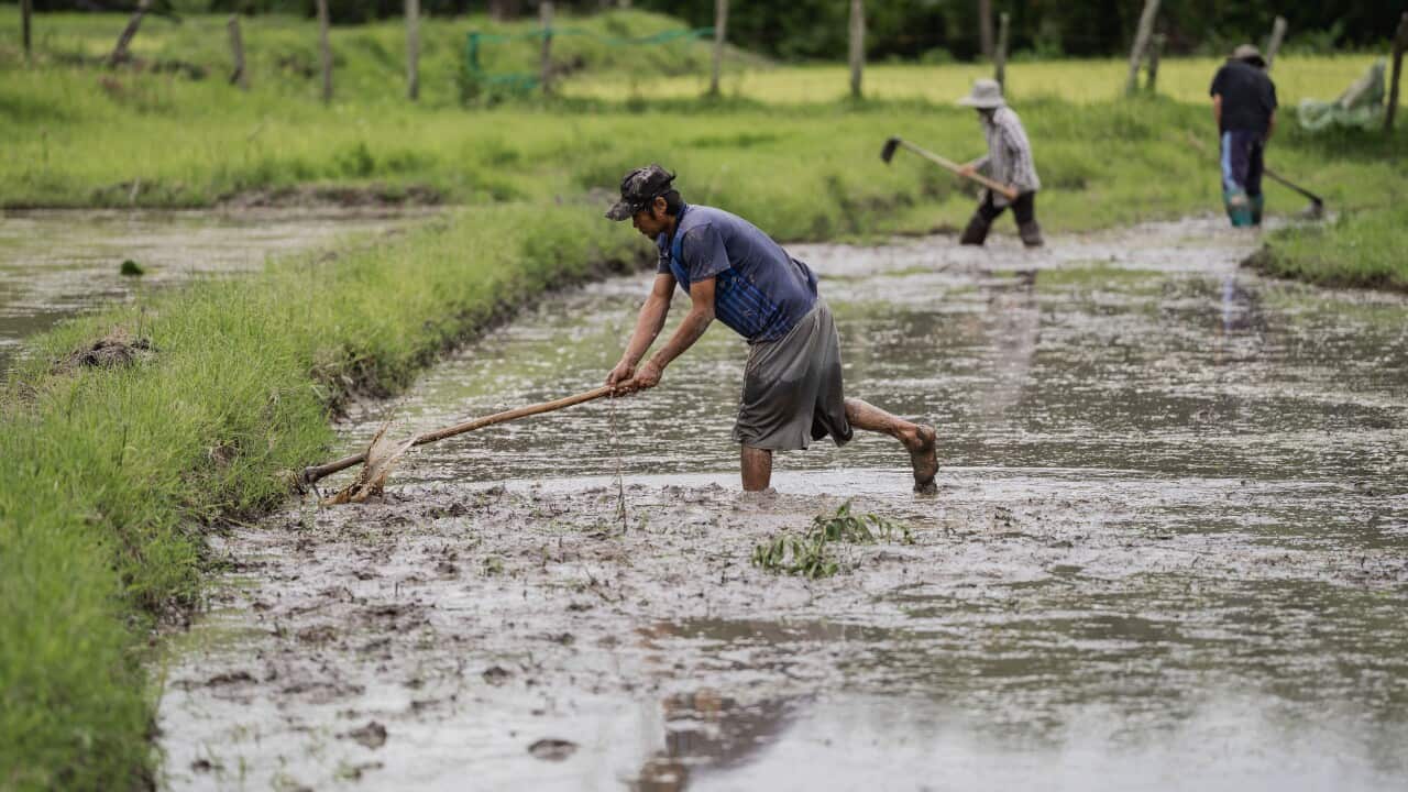 Rice planting season in Mae Win, Thailand - 02 Jul 2025