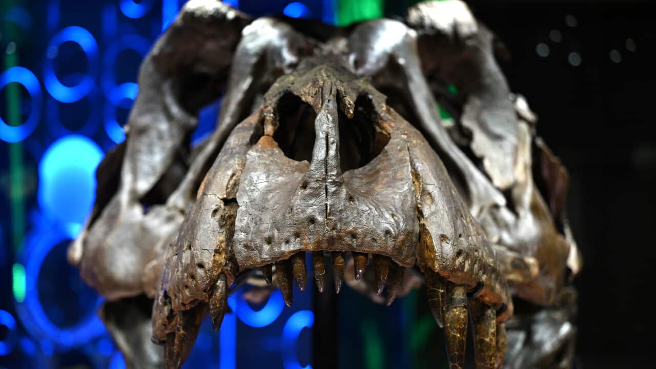 VICTORIA THE T REX EXHIBITION