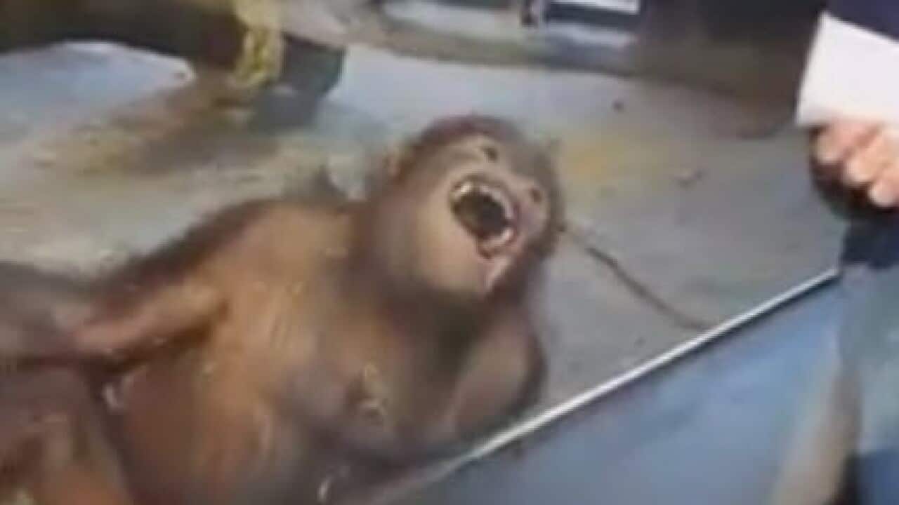 Orangutan