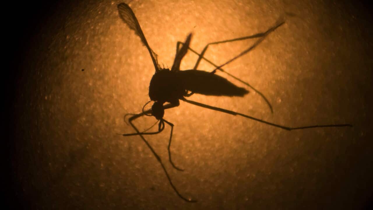An Aedes aegypti mosquito known to carry the Zika virus.