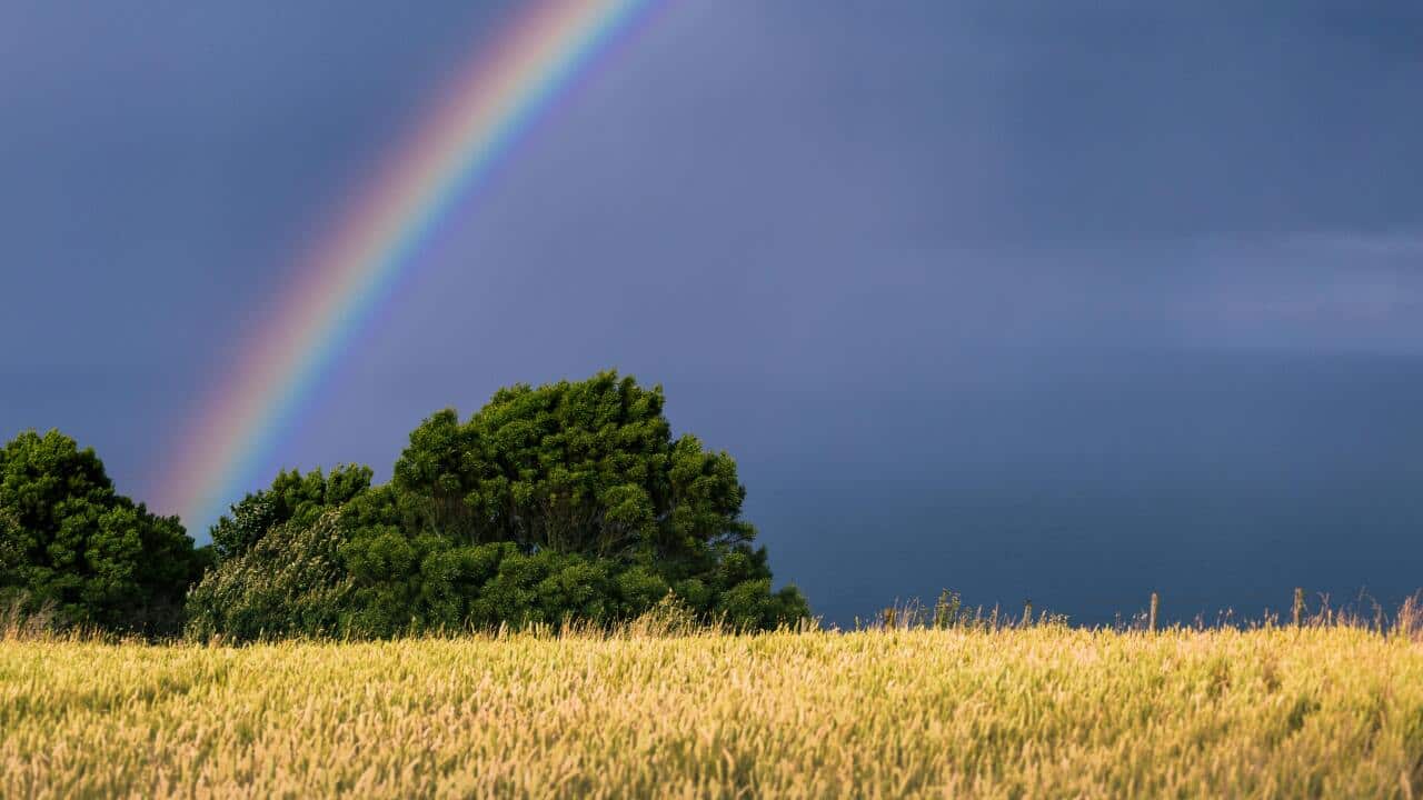 A representative image of a wheat field in Tasmania.