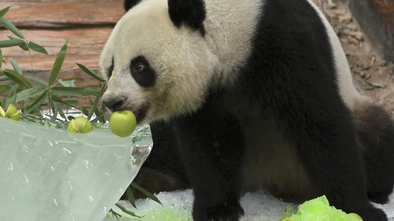 Four-year-old female panda named Lin Ping