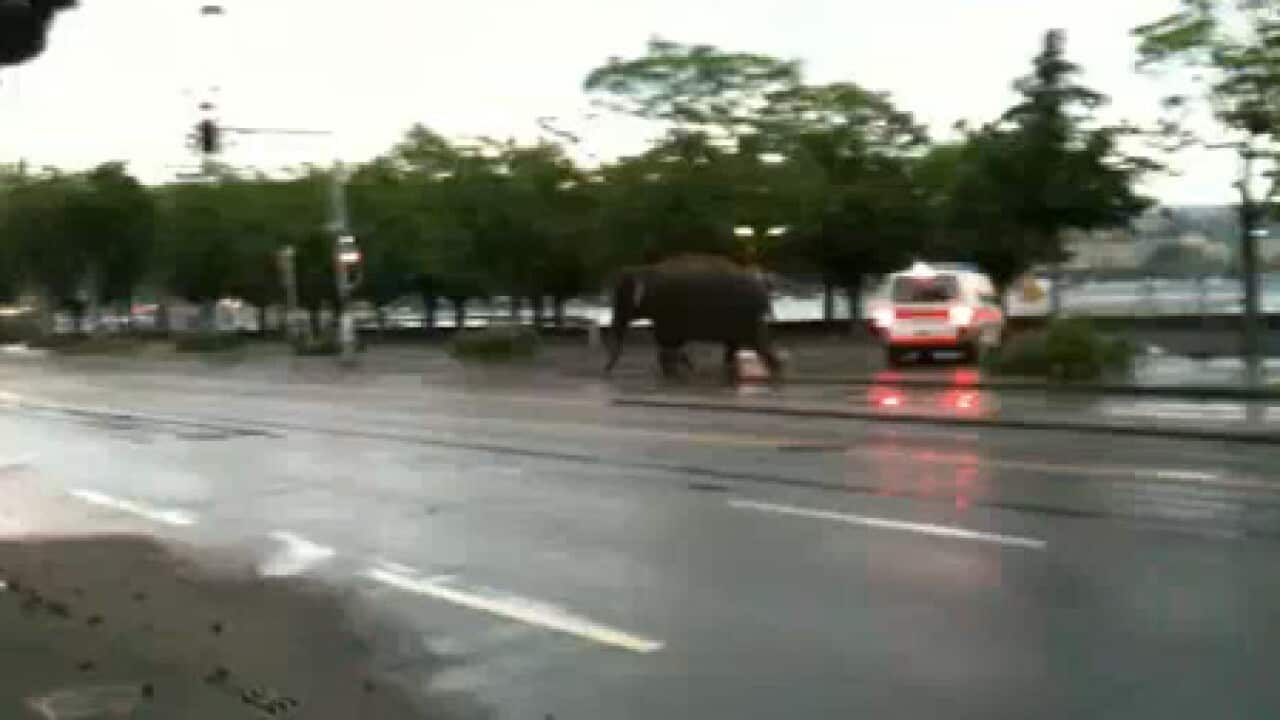 zurich_elephant_100608_B_youtube_1080805519