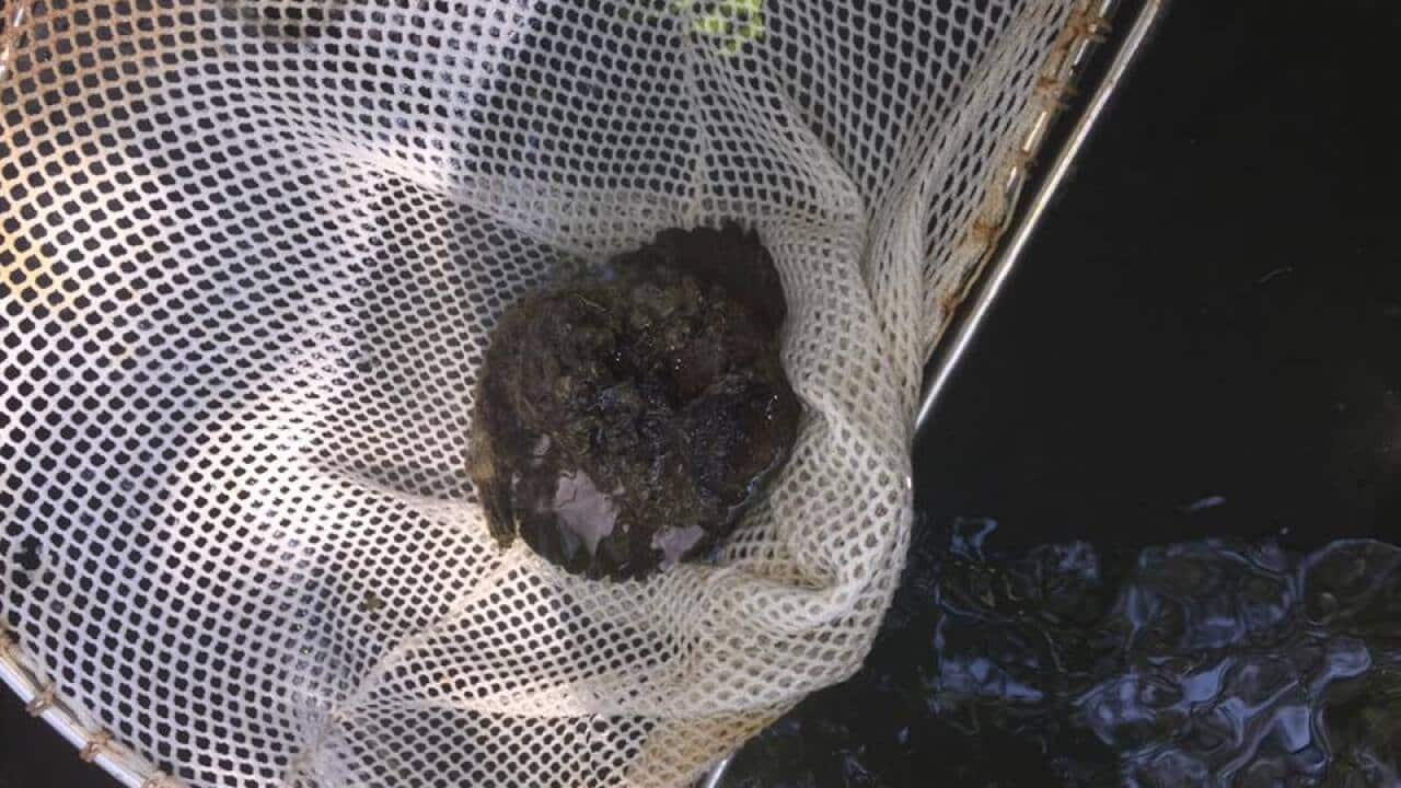 stonefish