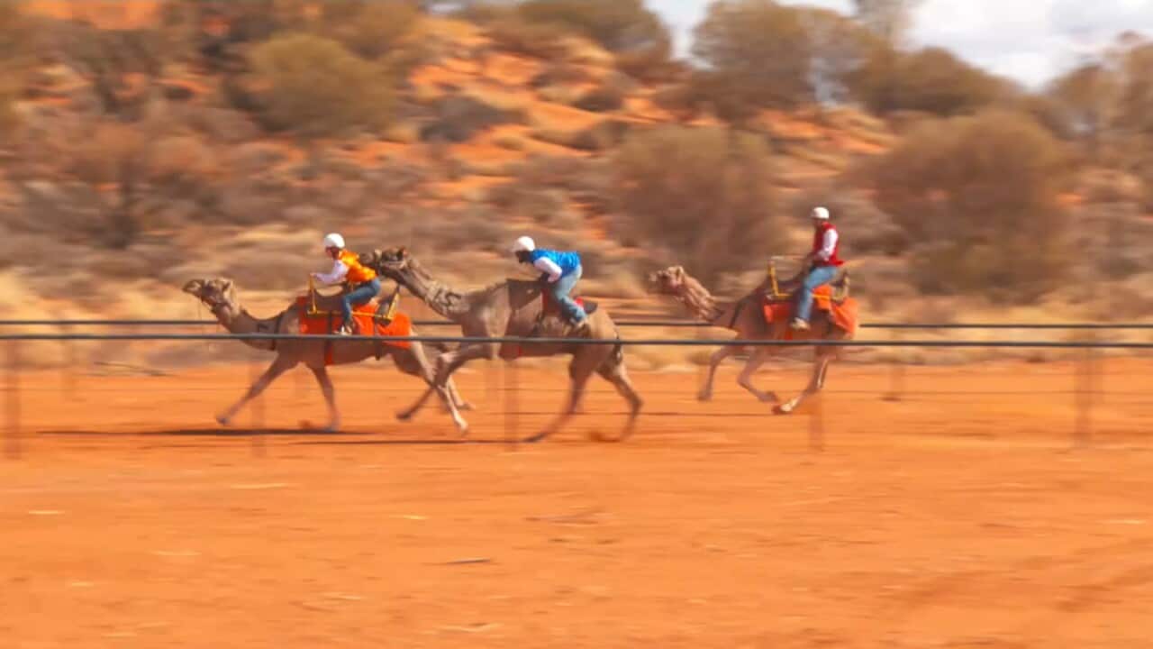 Uluru Camel Cup races in Central Australia.