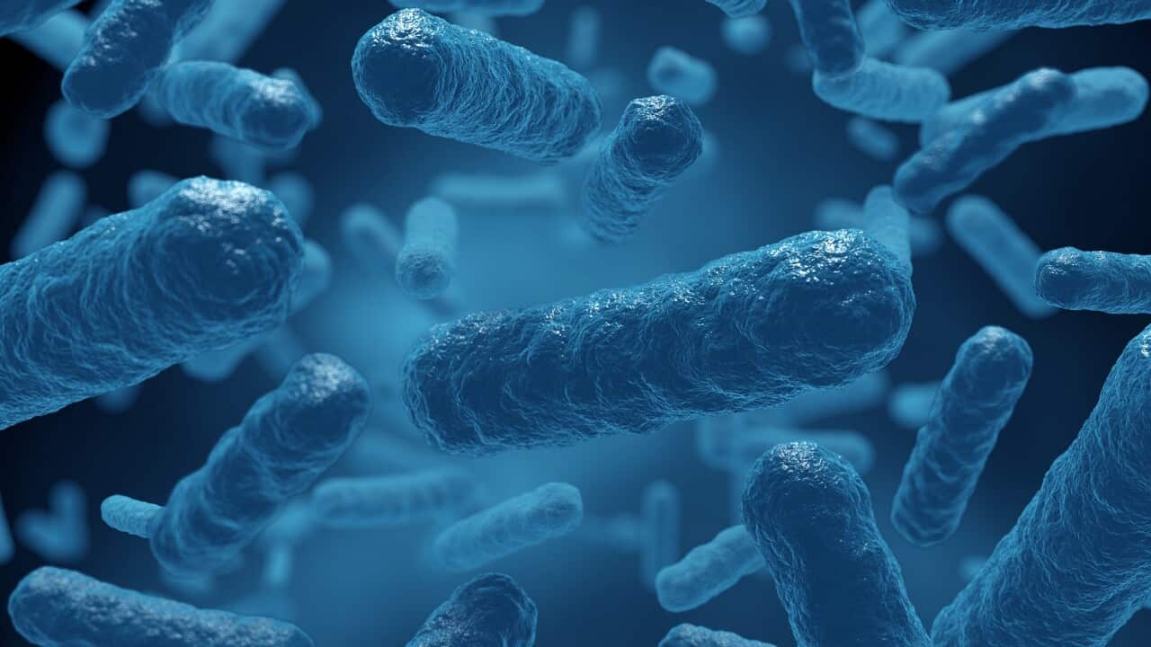 細菌 微生物 細胞