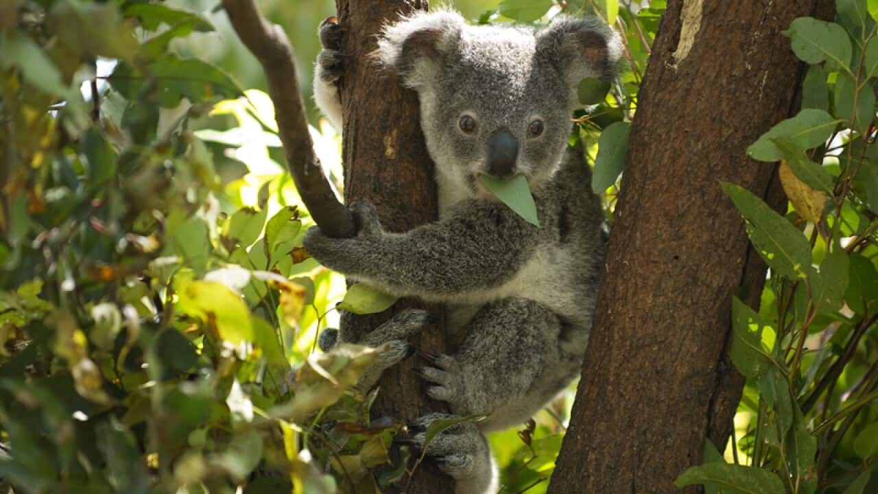 A young koala feeds on gum leaves