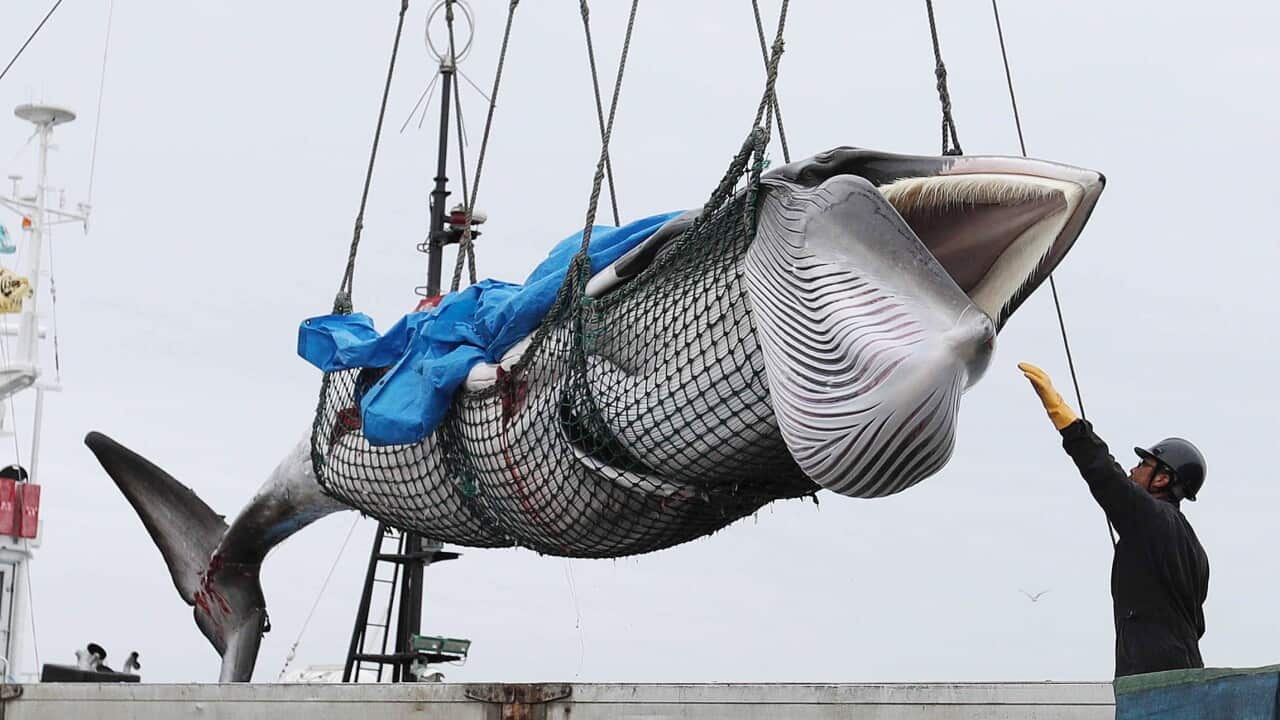 A minke whale is lifted off a boat after it was caught