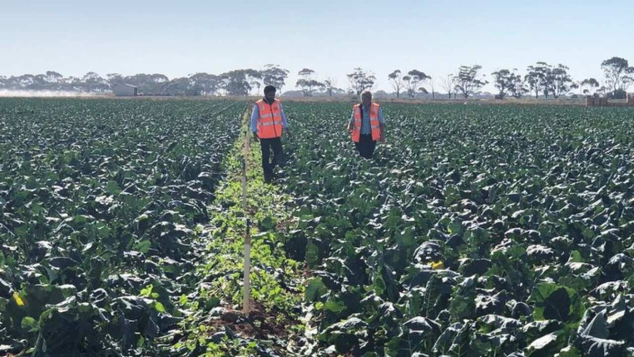 Barinder Puri and Catherine Velisha in fields of broccoli