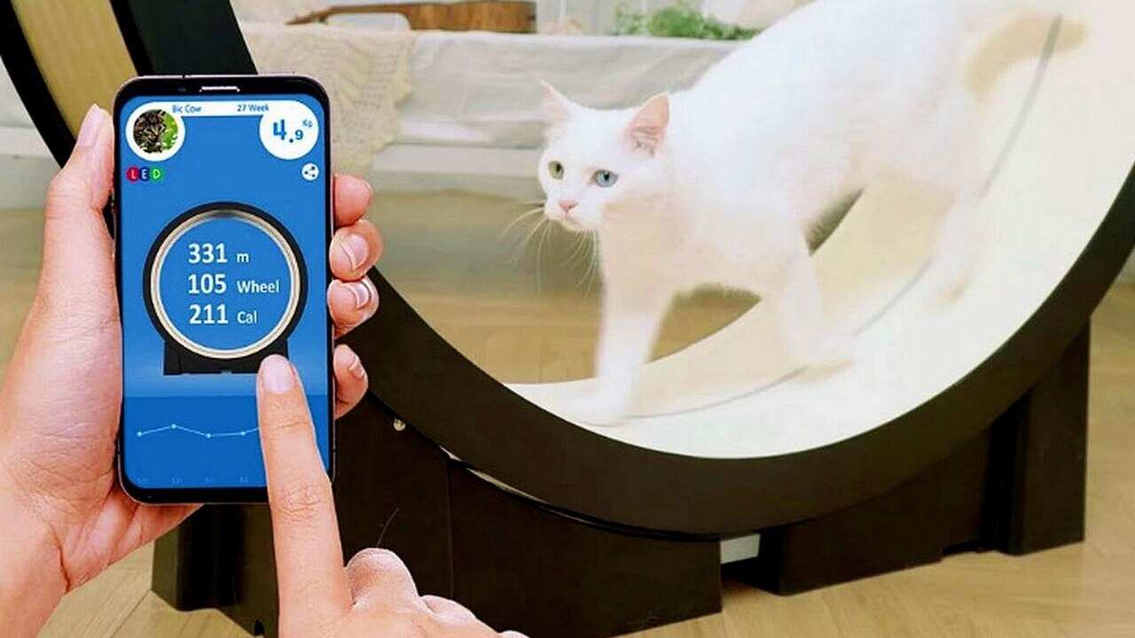 The Little Cat's Cat Wheel