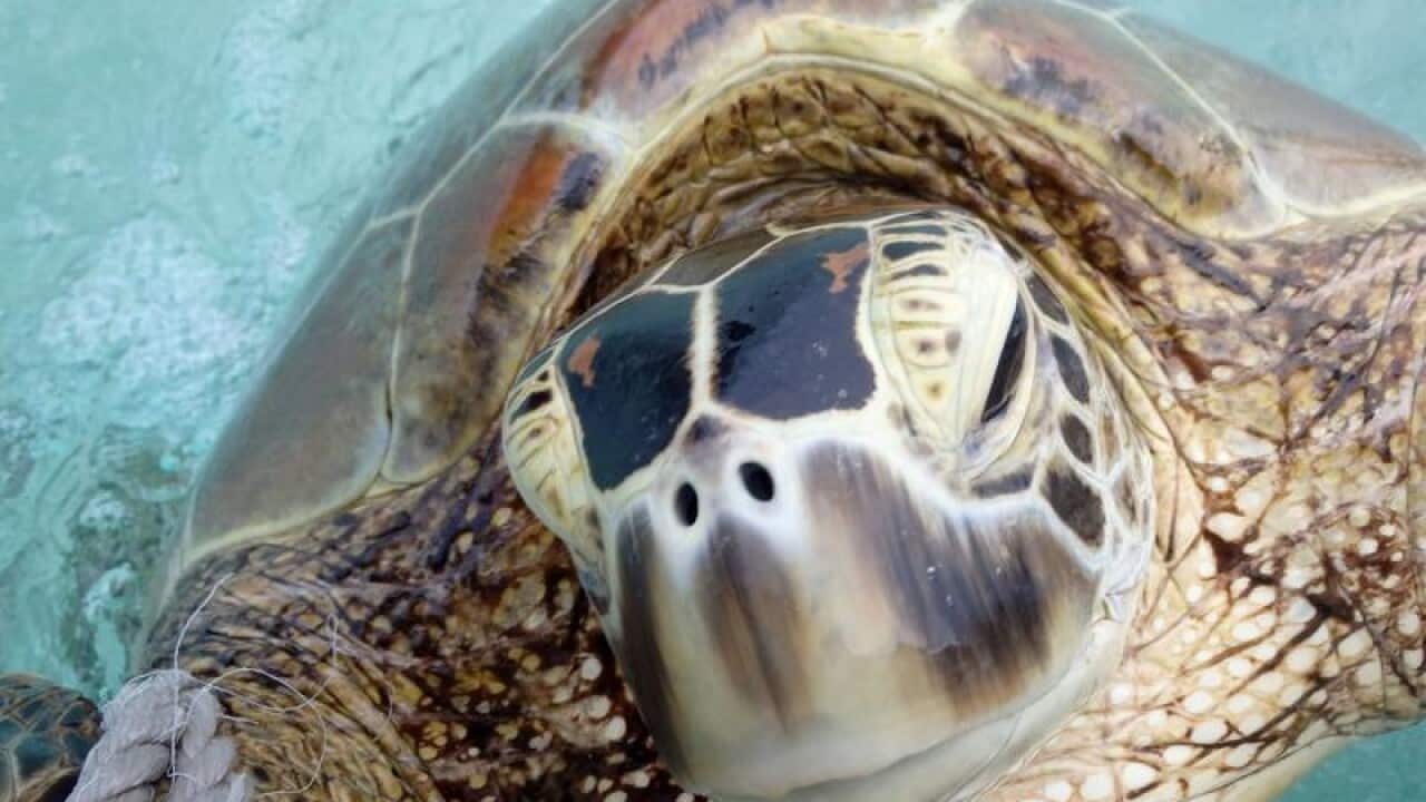 green sea turtle