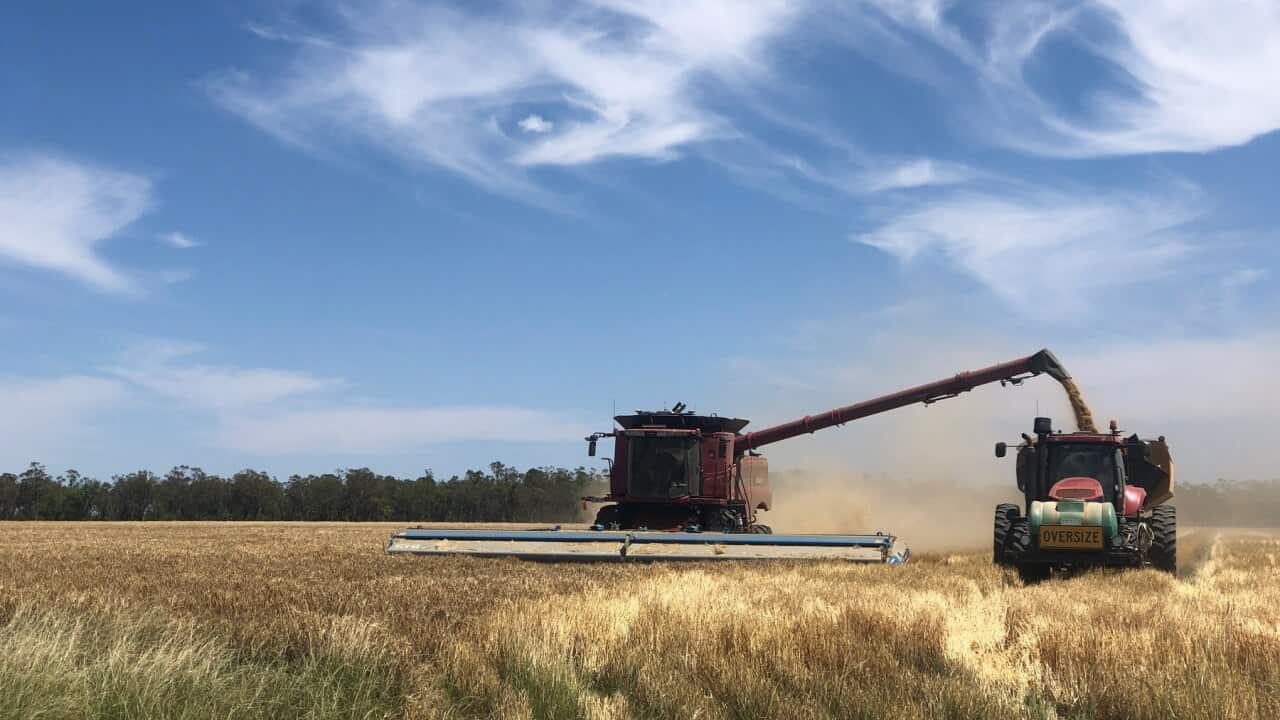 Harvesting the grain