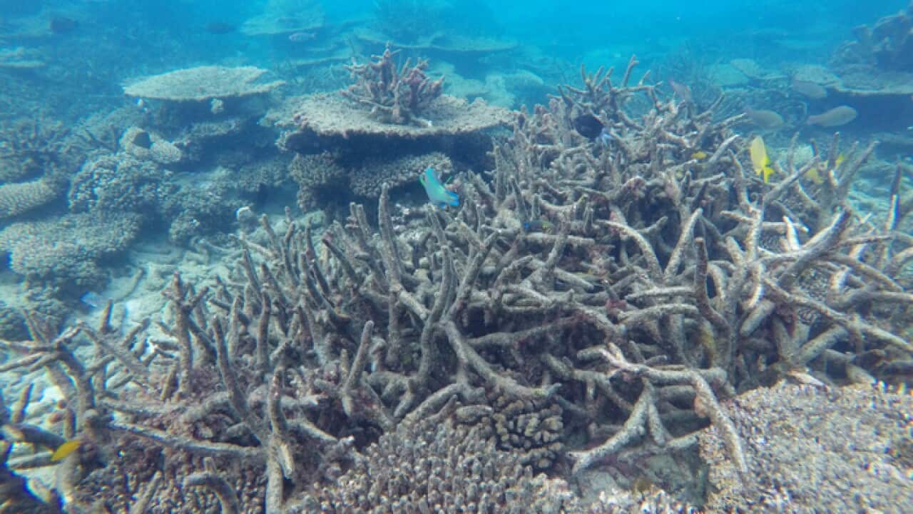 Some of the world's coral reefs can be saved if warming is limited to 1.5 degrees C