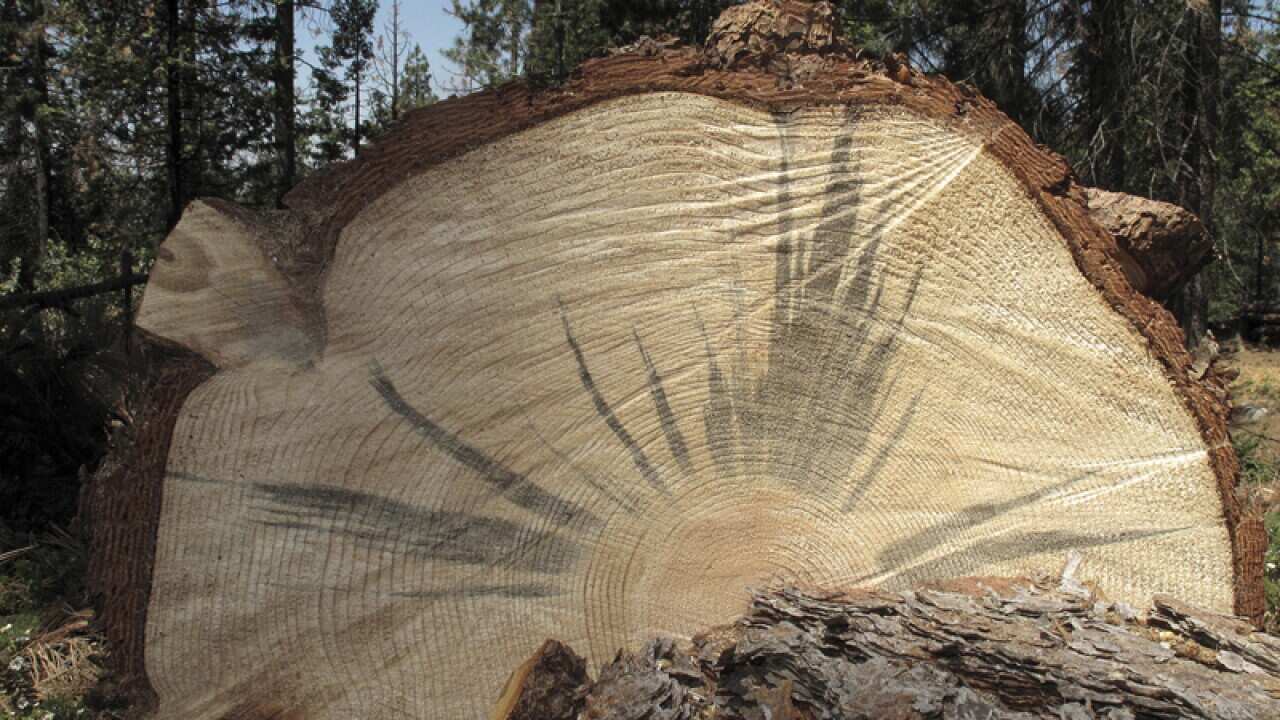 A tree stained by a fungus carried by the bark beetle