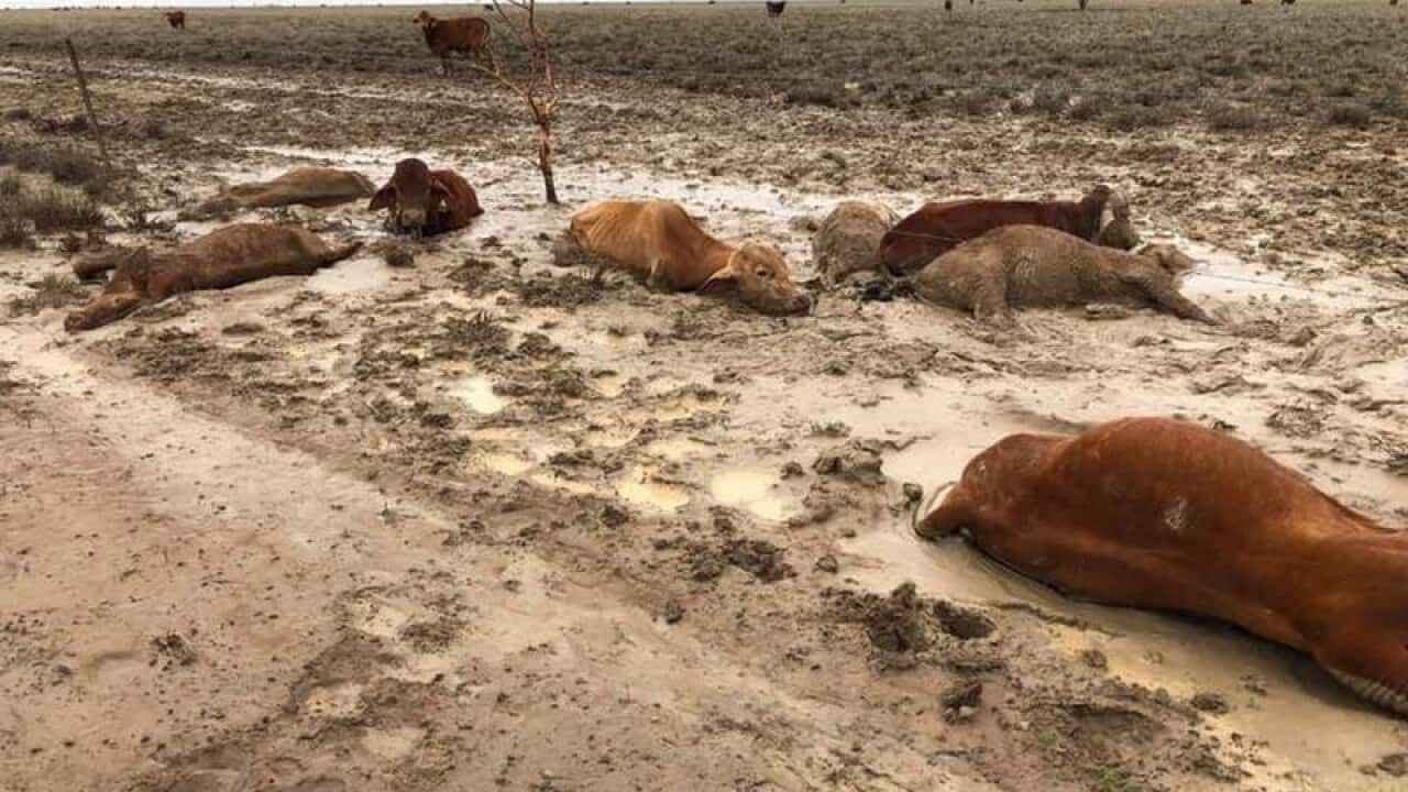AACo took a $47 million hit from flooding that killed cattle.