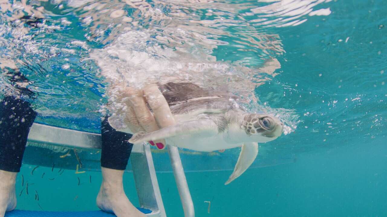 abenteuer schildkröte reisen sydney cairns