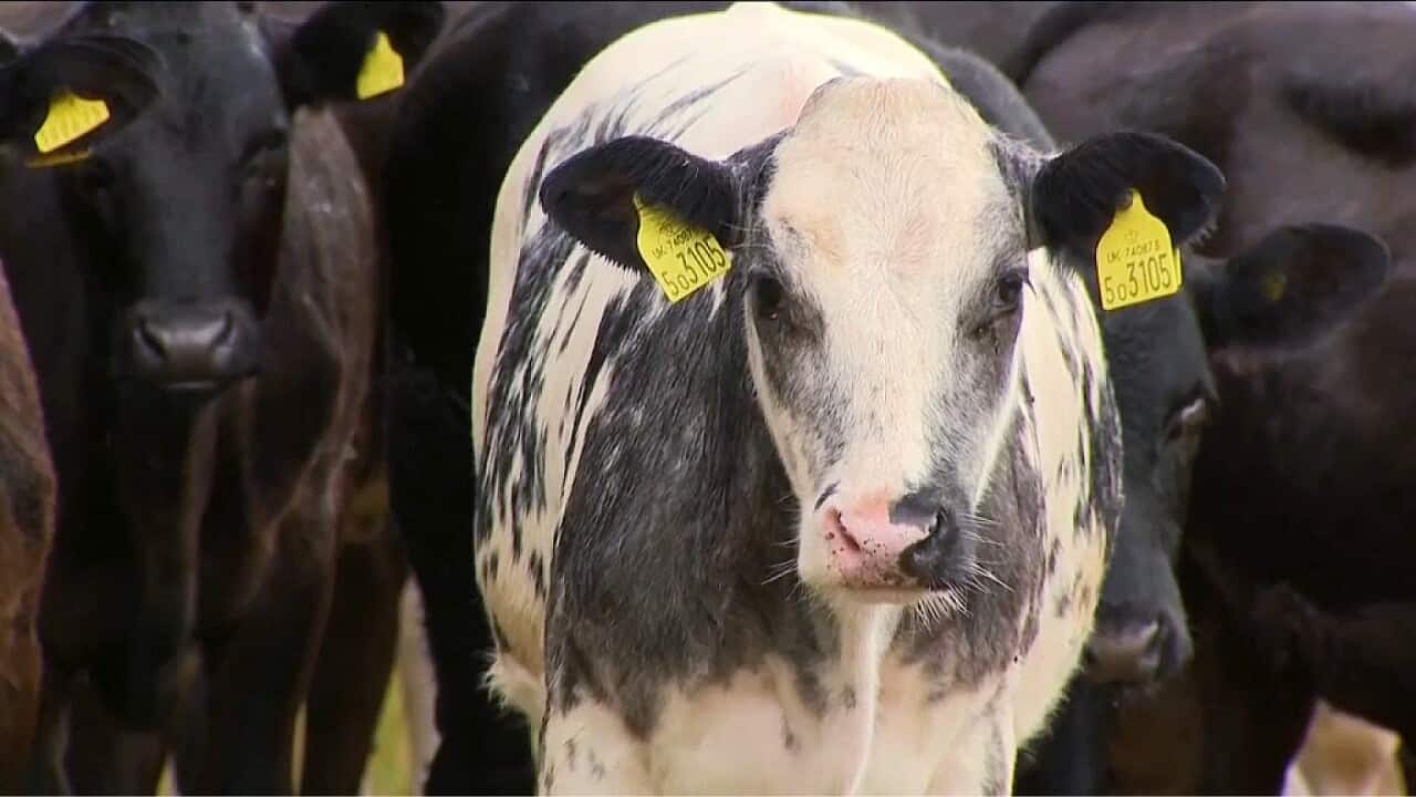 These animals are endangering the Earth (AP).jpg