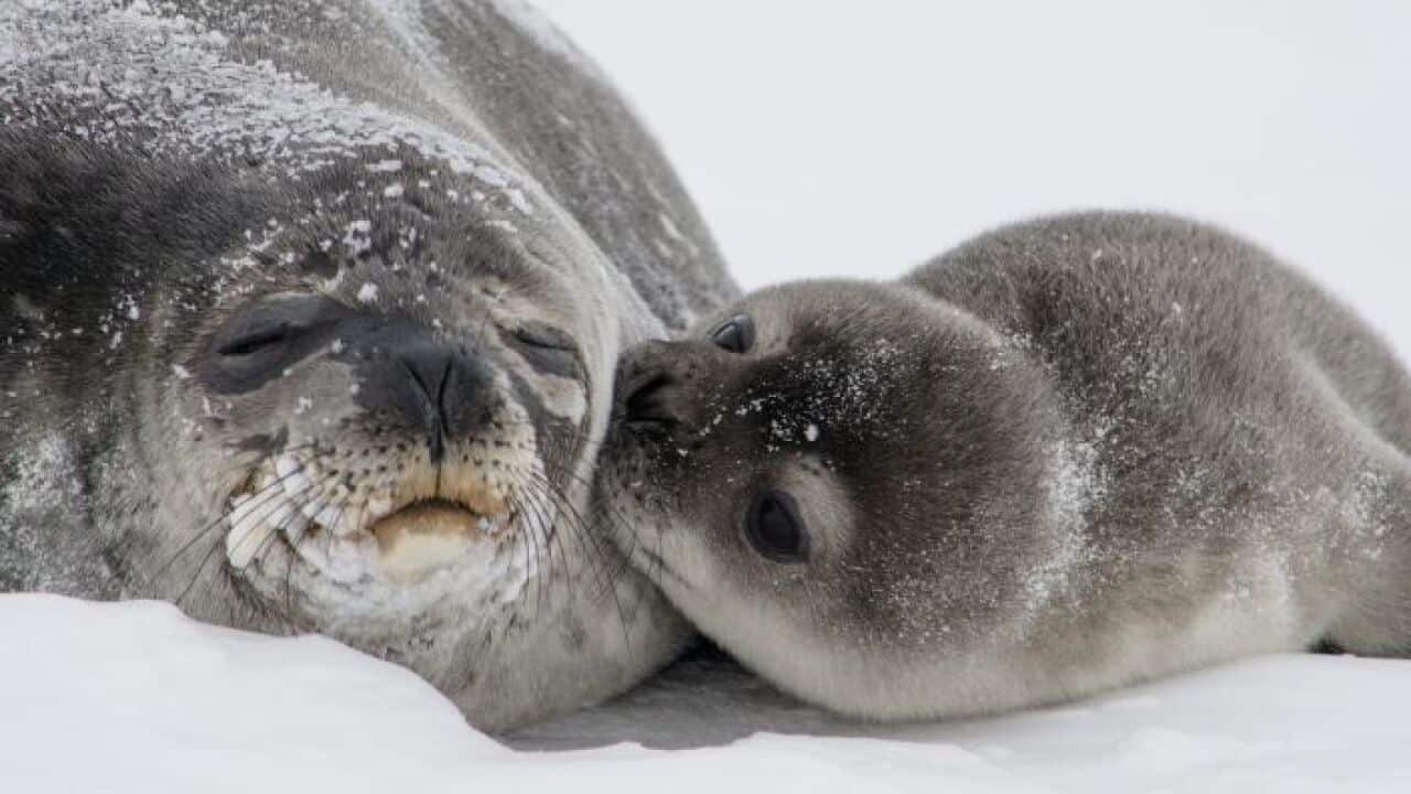 Six fur seal pups were found with their heads chopped off on New Zealand's South Island.