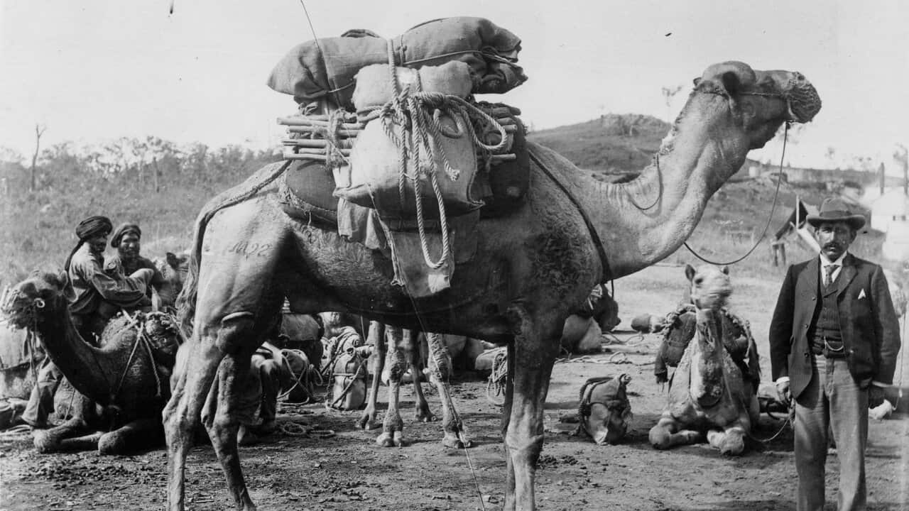 Afghan Cameleers