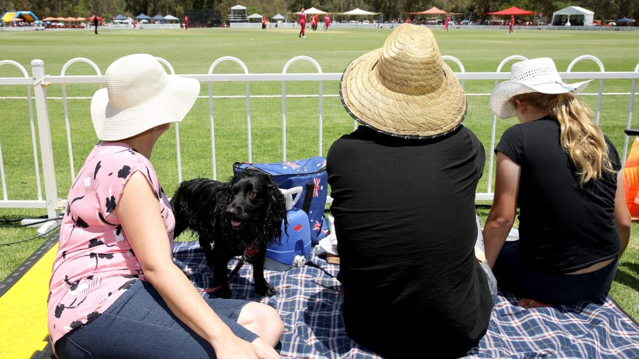 Spectators at a Women's Big Bash League match