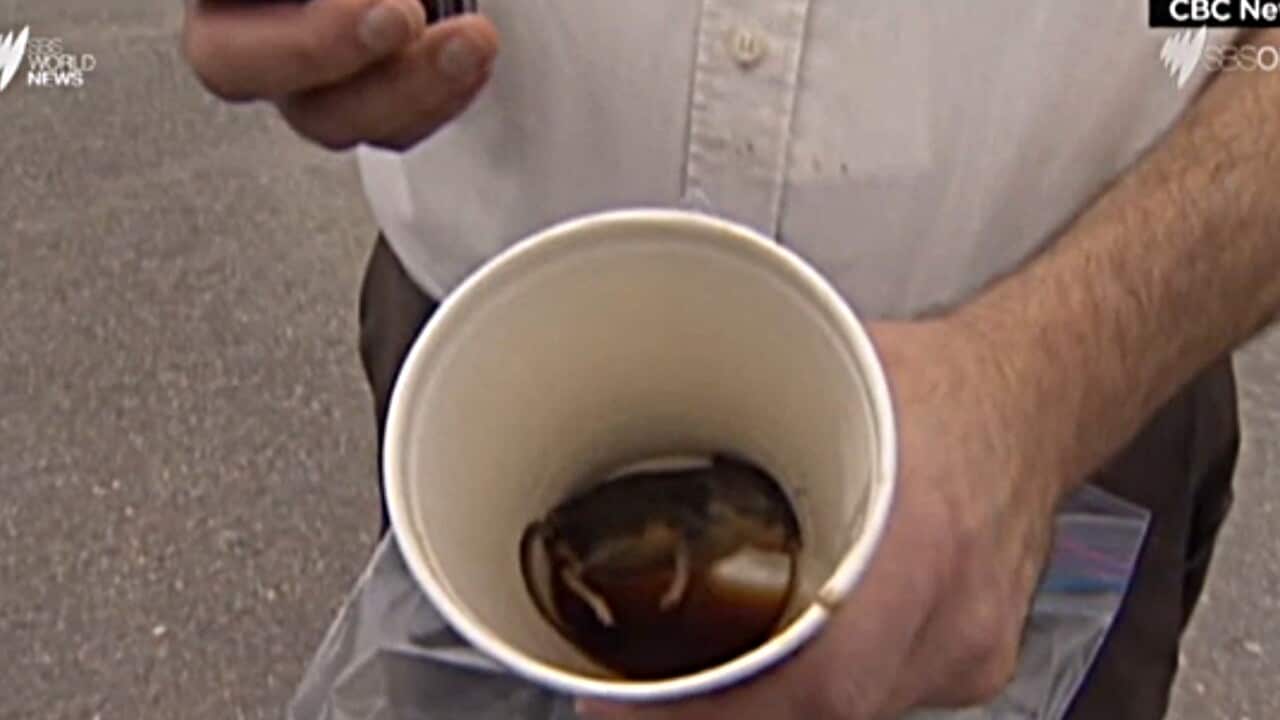 Dead mouse in McDonald's coffee
