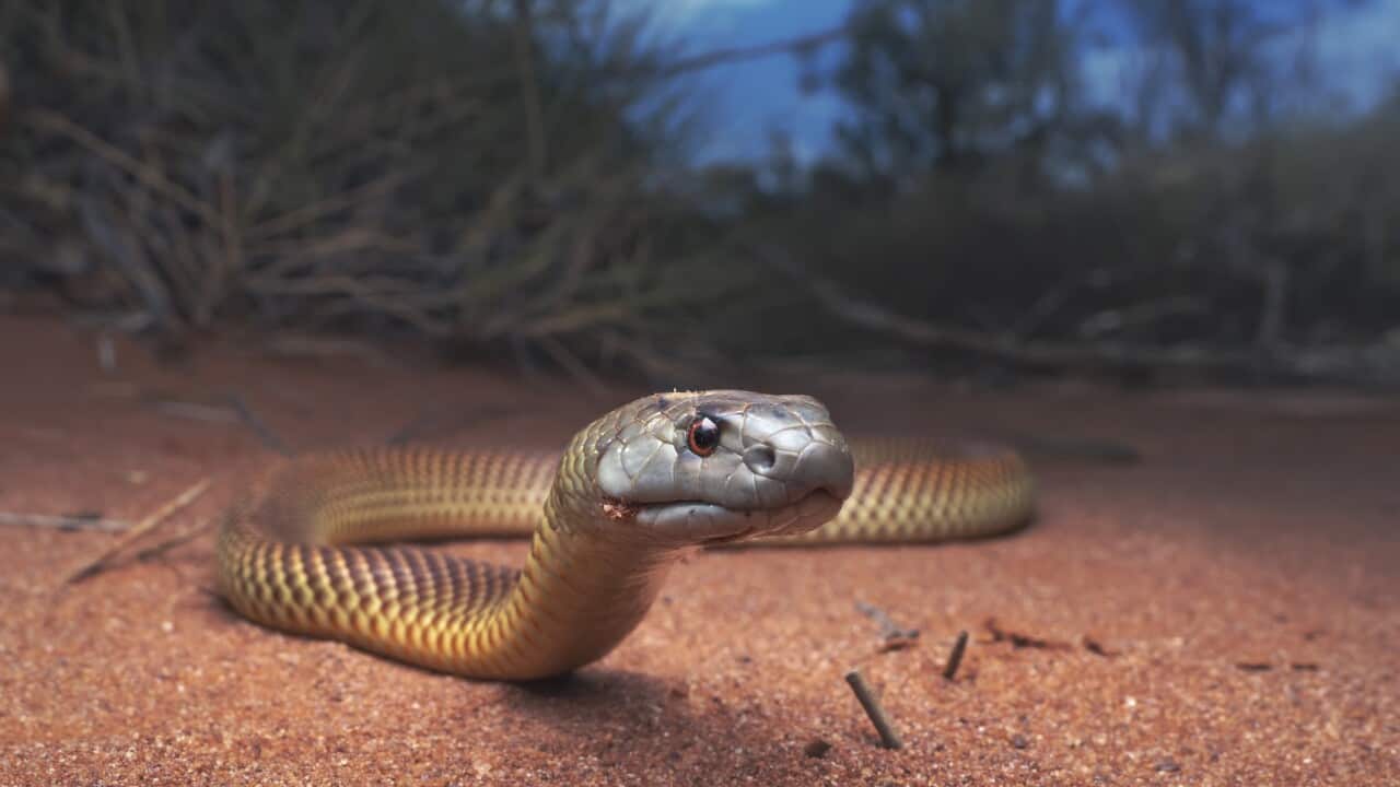 Juvenile king brown/mulga snake (Pseudechis australis)