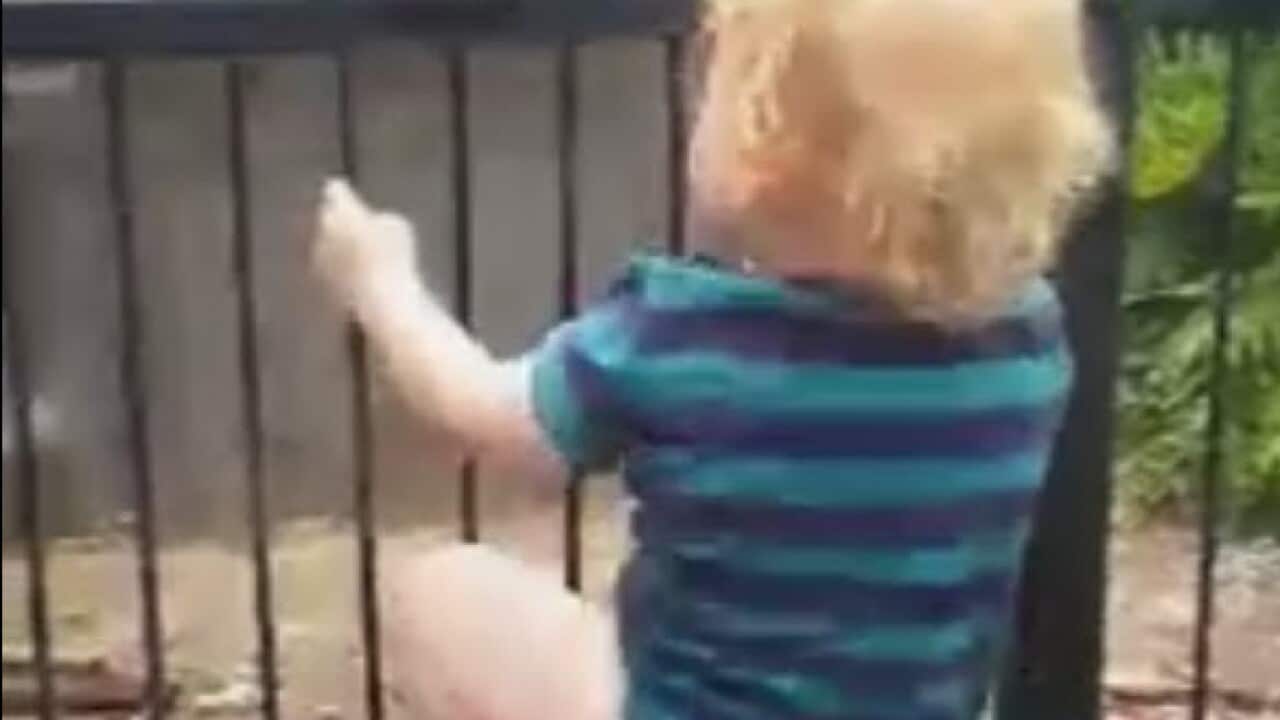A toddler mounts a pool fence.