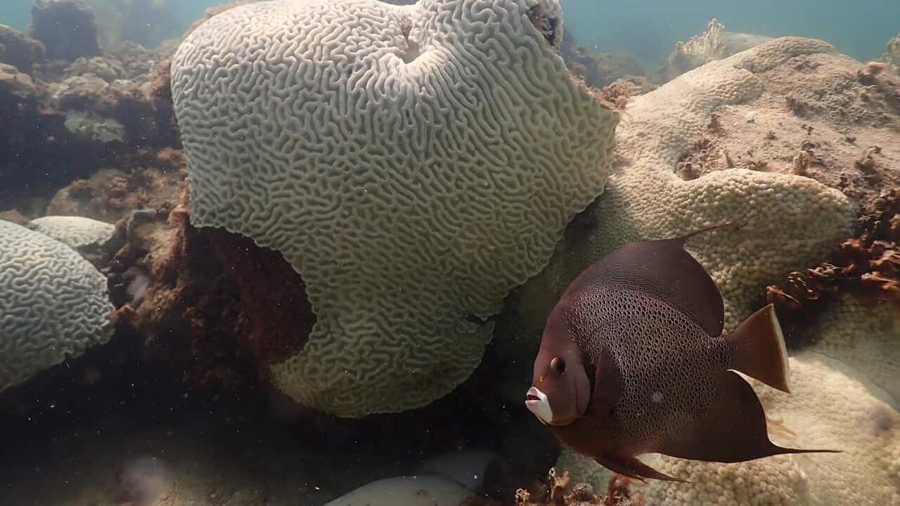 Climate NOAA Coral Bleaching
