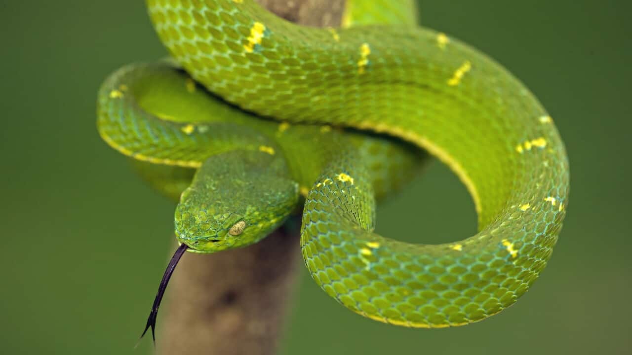 A green tree snake wrapped around a tree branch. It's forked tongue is extended, tasting the air.