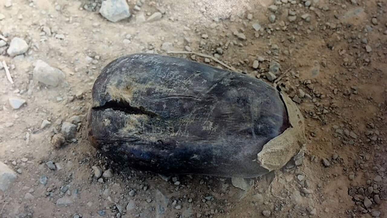 A court photo exhibit of the eggplant that allegedly caused Victorian farmer Angelo Russo to trip and fatally shoot David Calandro.