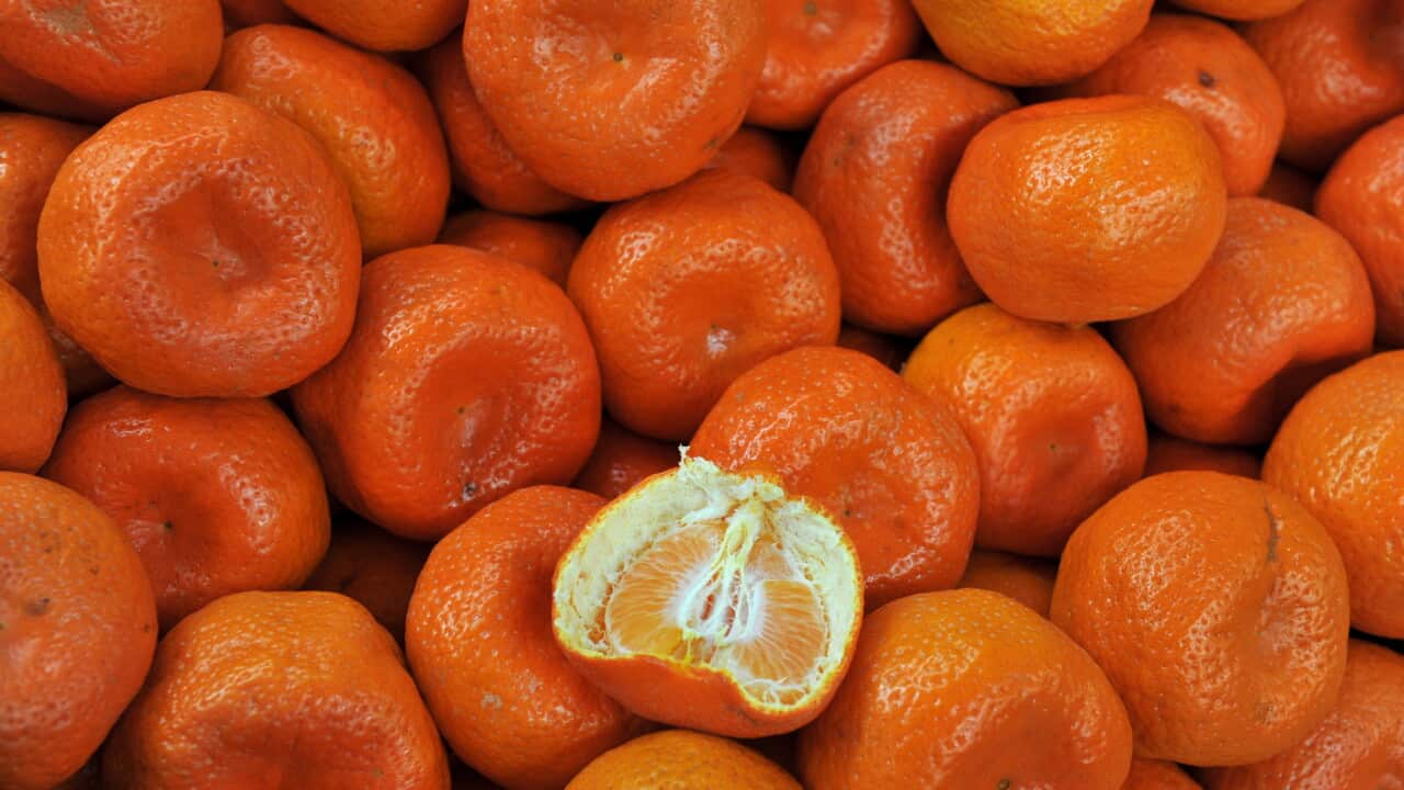 FRESH FOOD STOCK