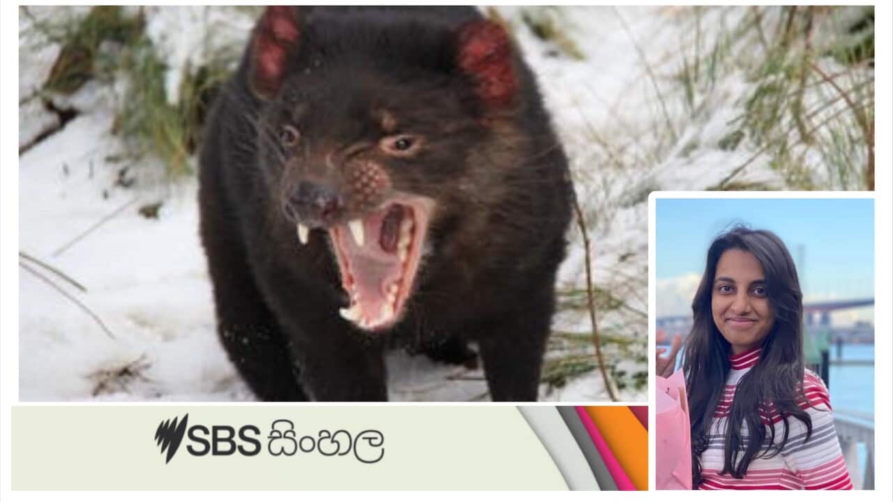 Tasmanian Devil.jpeg