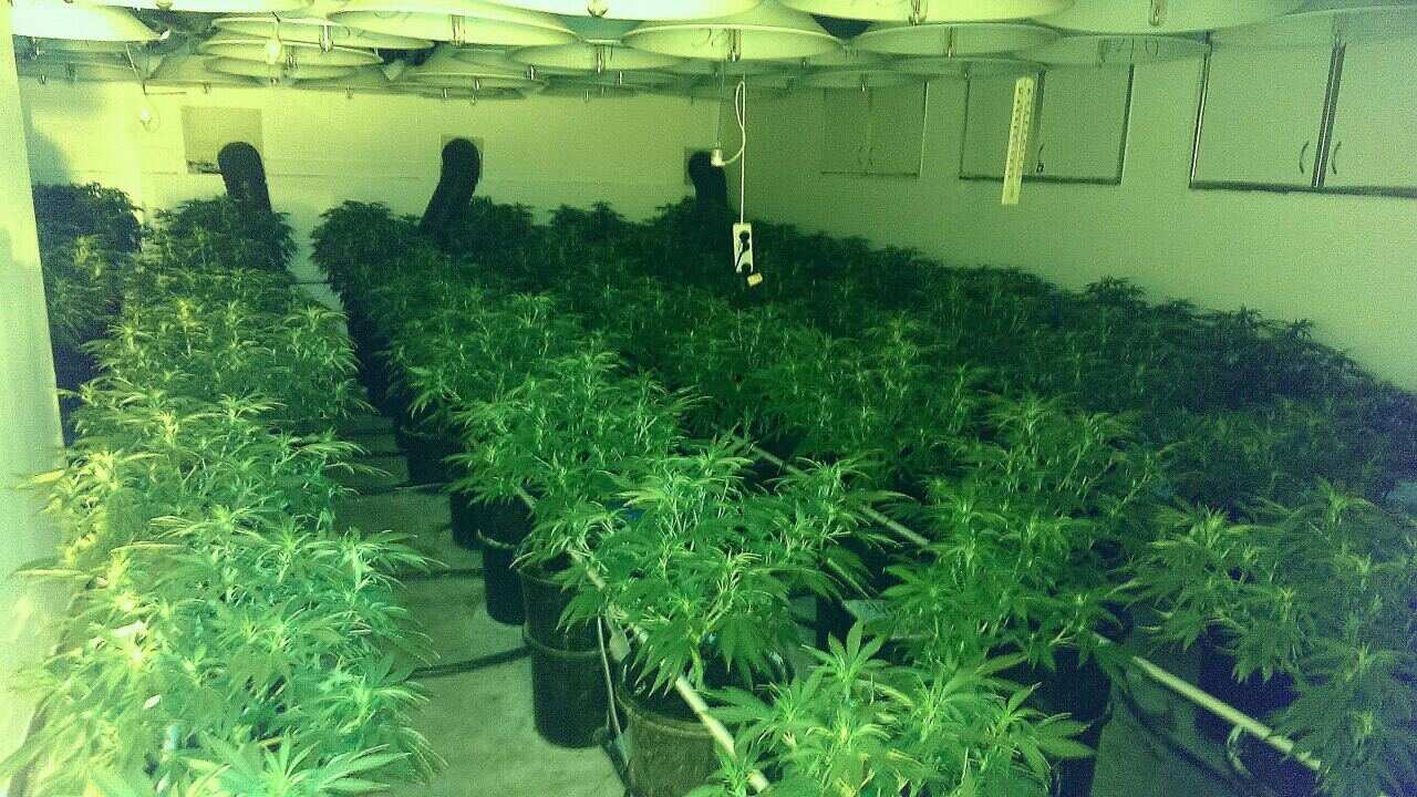 NSW ACT DRUG SEIZURE