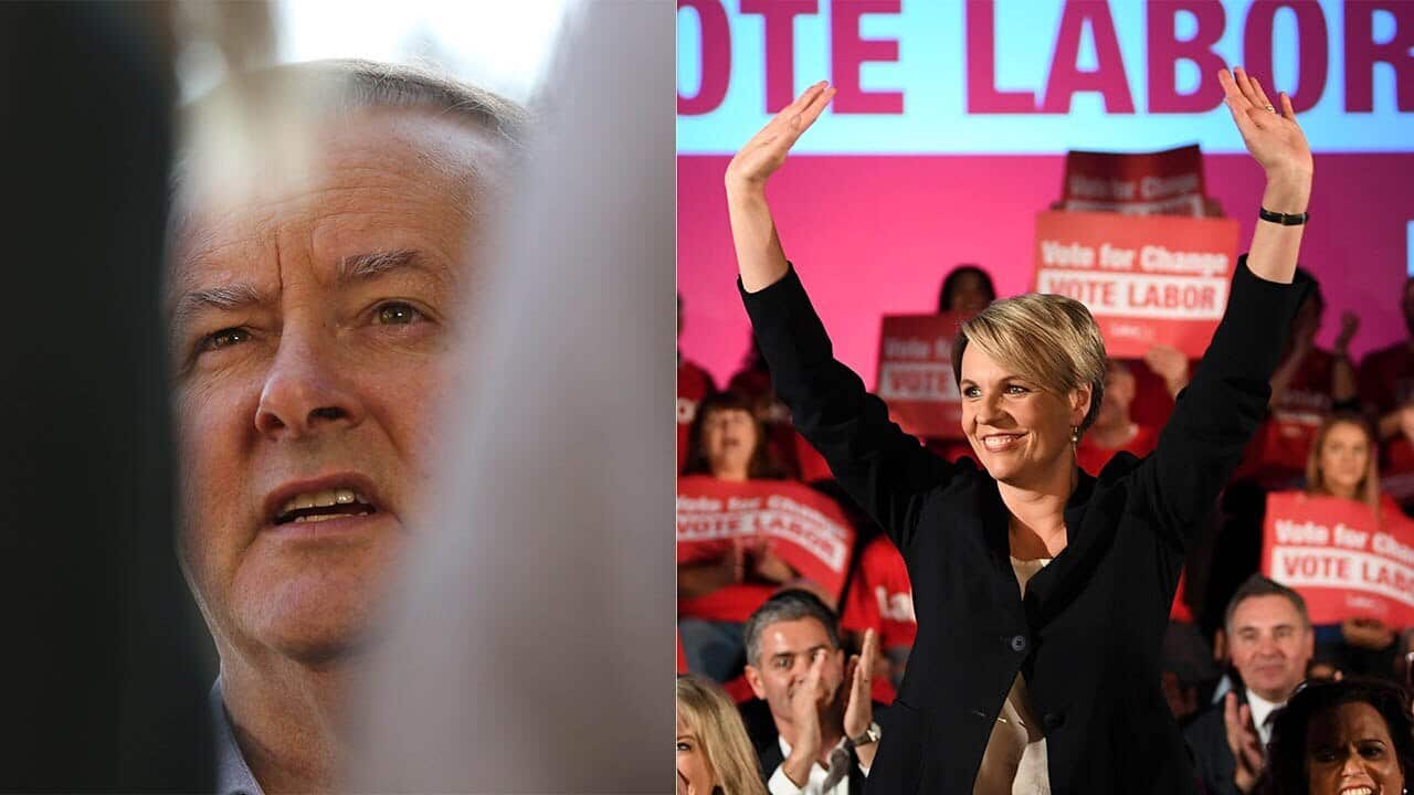 Anthony Albanese has outlined why he should be the next Opposition Leader after Labor lost an election they were predicted to win.