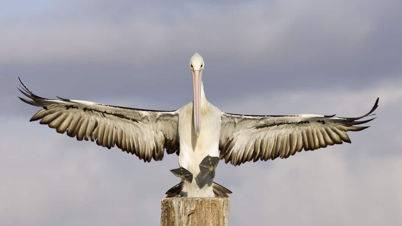 Australian Pelican