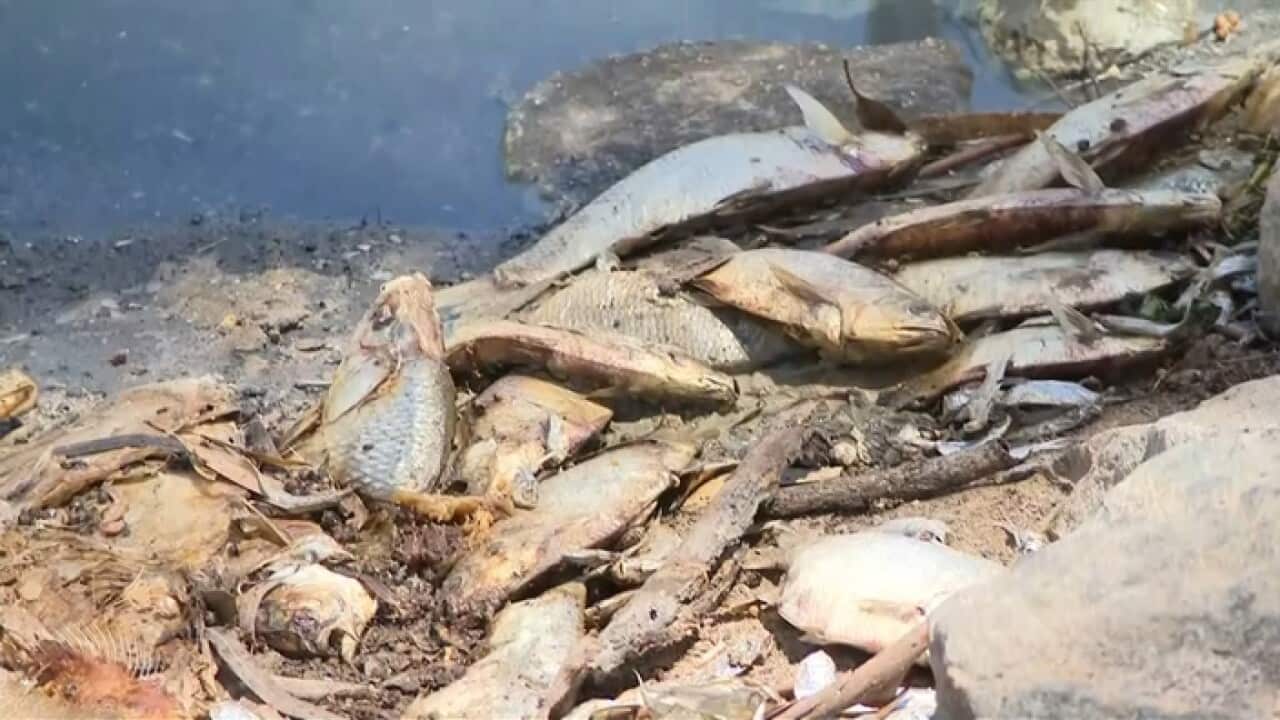 Fish washed up on the banks of the Darling River.