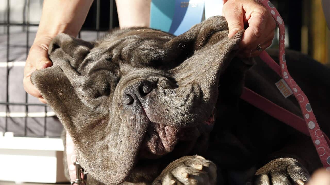 'Martha', the winner of the 2017 World's Ugliest Dog Contest, is helped by her owner to show a bright 'smile'