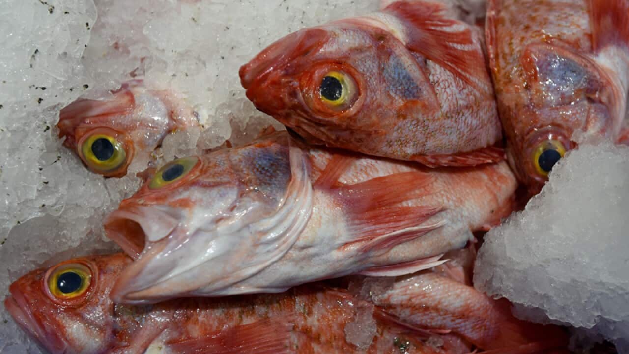 Fish at the Sydney Fish Market