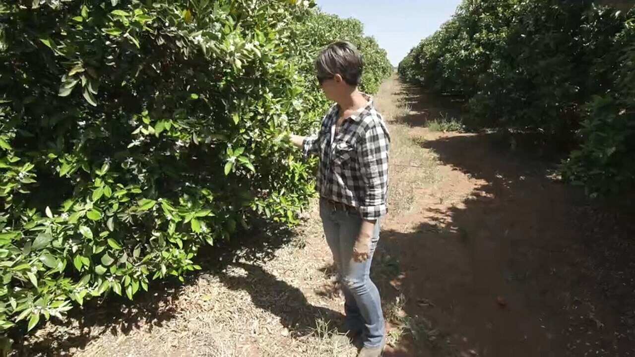 Rachel Strachan at her citrus farm at Tulney Point Station,