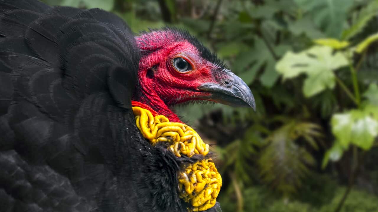 Australian brushturkey