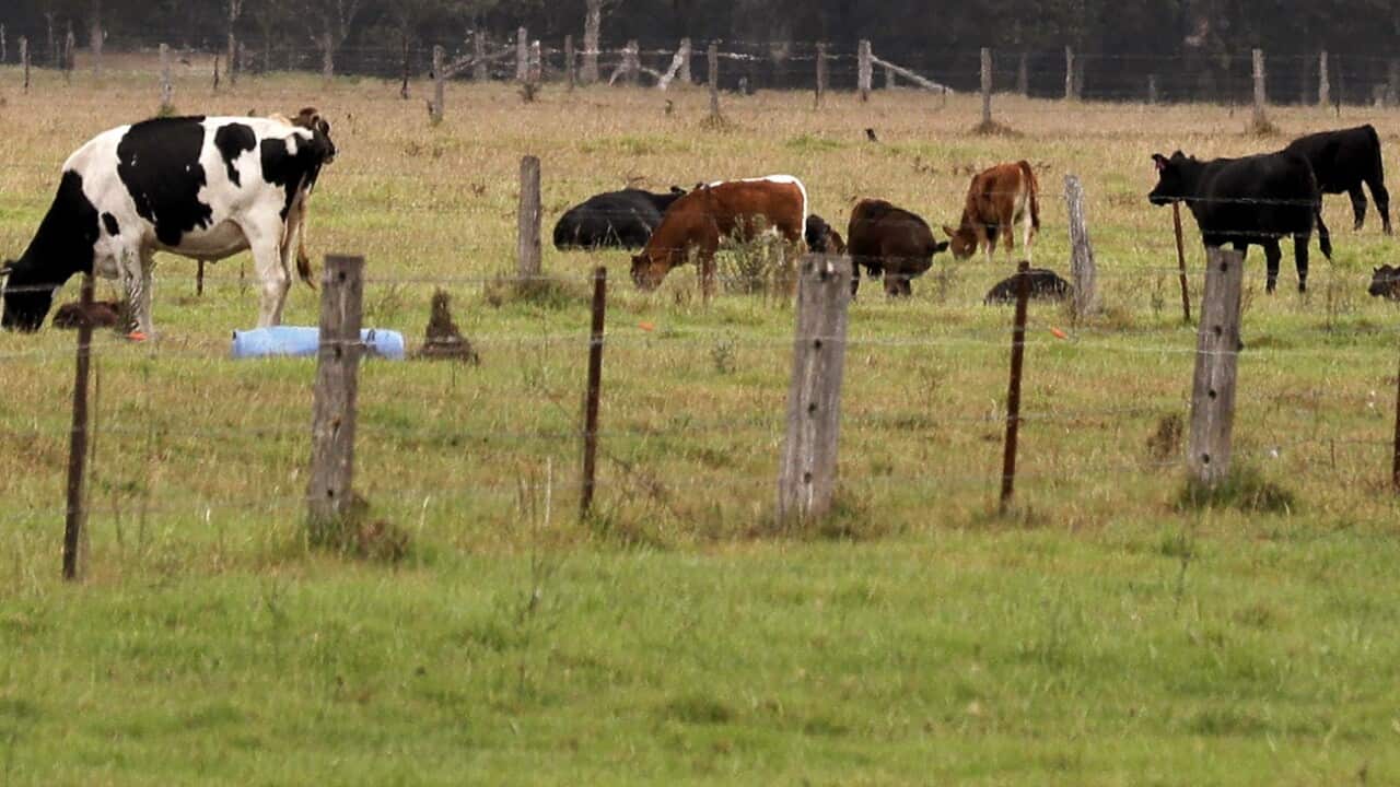 Cattle graze in a field near Ulladulla NSW.