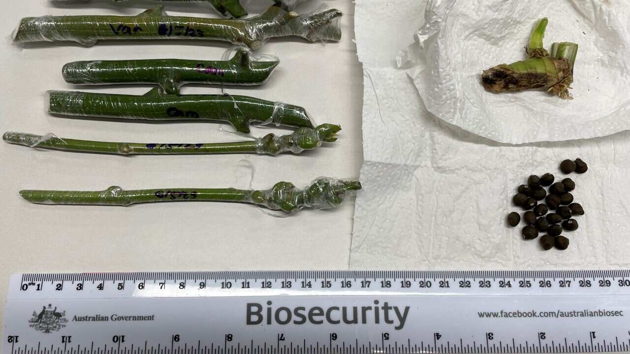16 May Brisbane - Plant cuttings seized .jpg