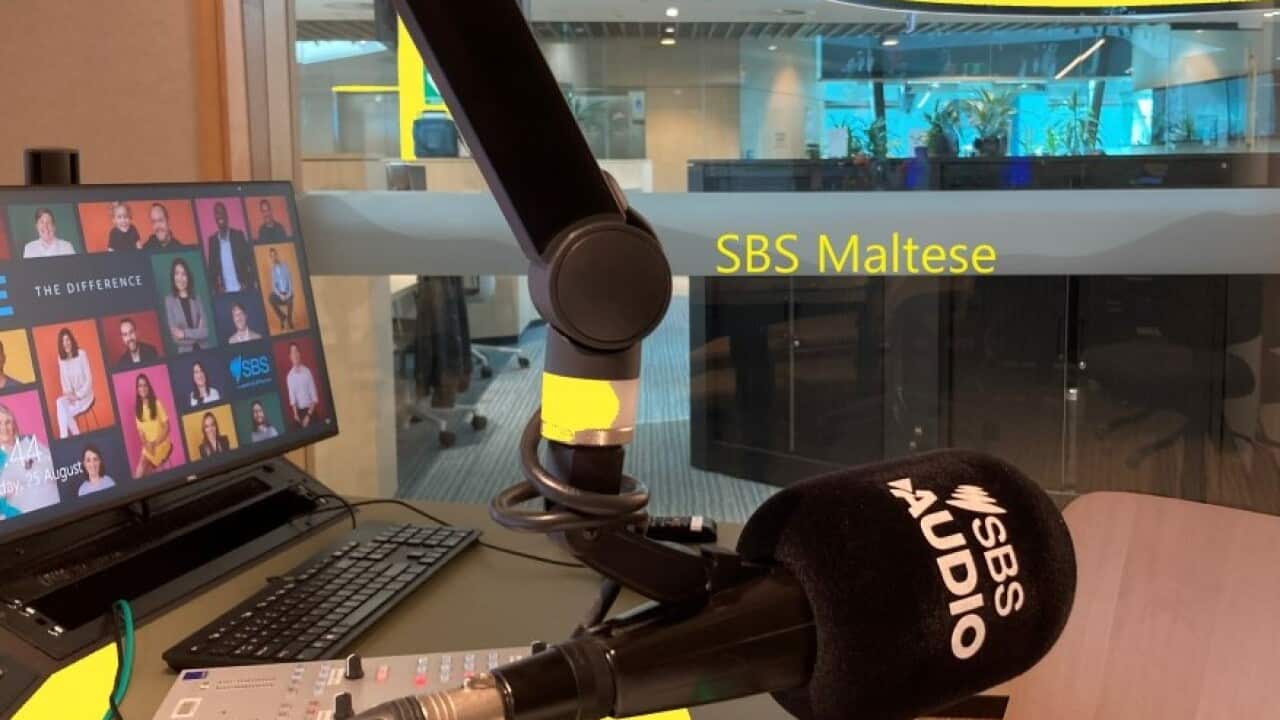 SBS Maltese studio Yellow Splash .jpg
