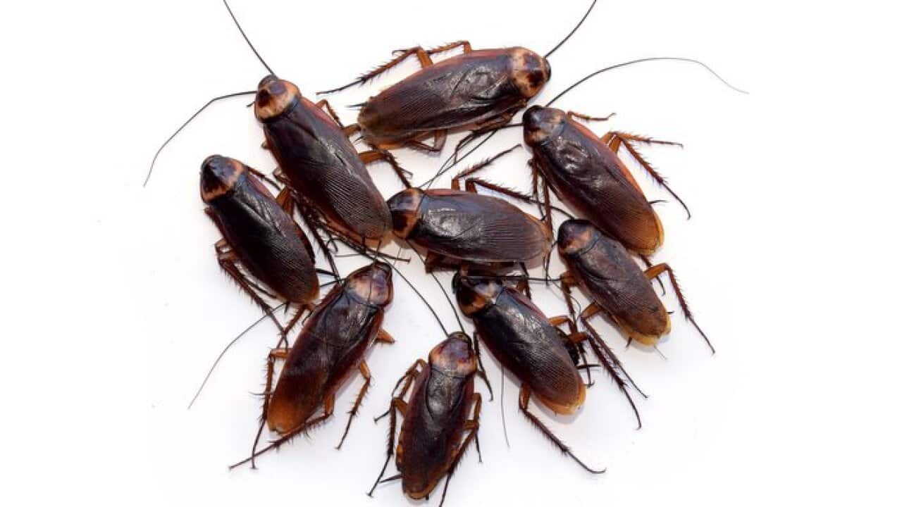 Group walk cockroach isolate on white background