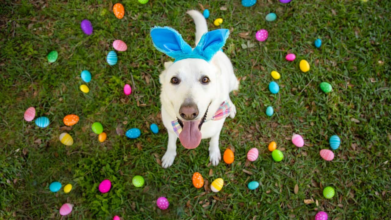 Overhead view of a white German Shepherd sitting on a lawn surrounded by colourful Easter eggs