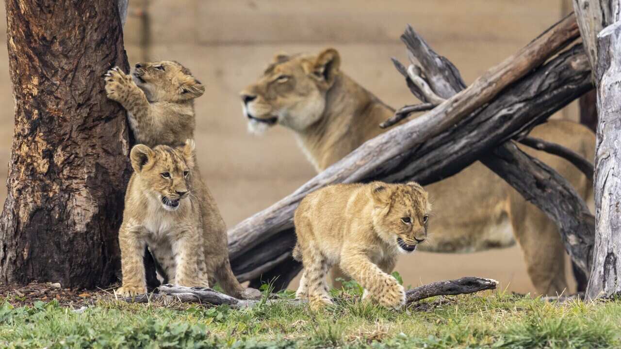 LION CUBS WESTERN PLAINS ZOO